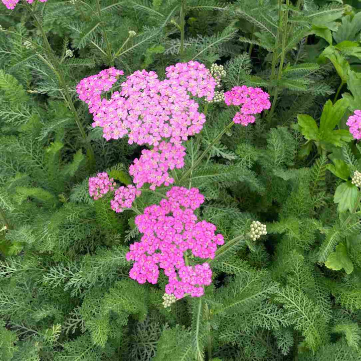 Fleurs de l'Achillée Pretty Belinda