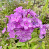 Phlox paniculata Ostinato
