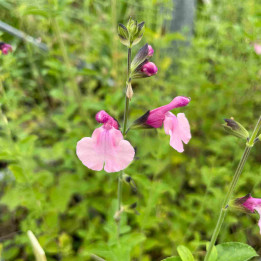 Salvia Dancing Dolls