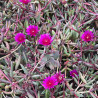 Delosperma Desert Dancers Purple