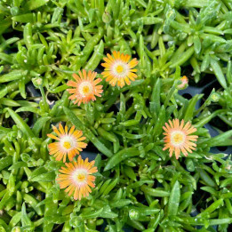 Delosperma Jewel of Desert Topaz