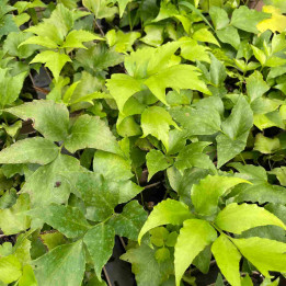 Cyrtomium falcatum