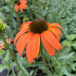 Echinacea Tangerine Dream