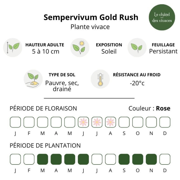 Sempervivum Chick Charms Gold Rush