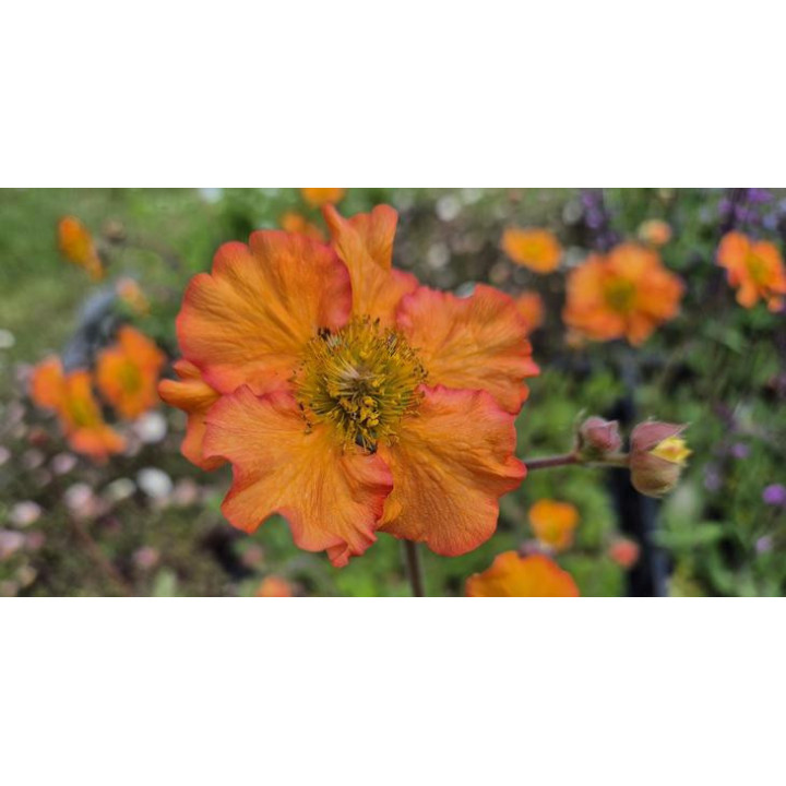 Geum Foxy Tempest | Benoite | Plante vivace