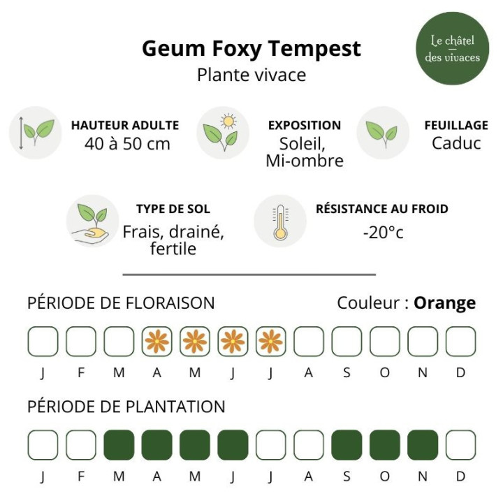 Geum Foxy Tempest