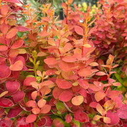 Berberis thunbergii Orange Ice
