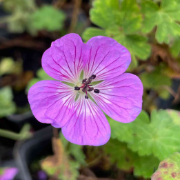 Geranium Magical All Summer Delight