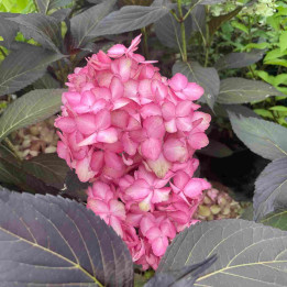 Hydrangea macrophylla Eclipse