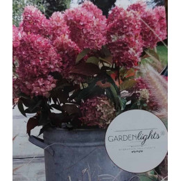 Hydrangea paniculata Gardenlight Redlight en fleurs