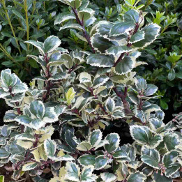 Ilex meserveae Casanova