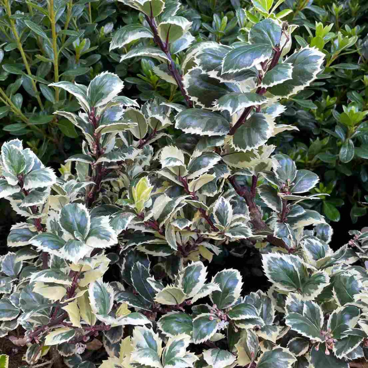 Ilex meserveae Casanova