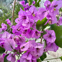 Bougainvillier Violet de Mèze