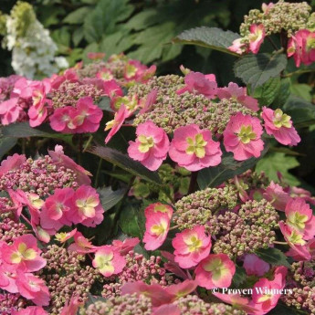 Hydrangea serrata Cotton Candy