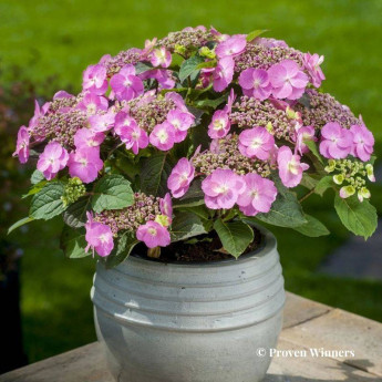 Hydrangea serrata Cotton Candy
