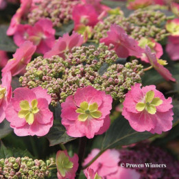 Hydrangea serrata Cotton Candy
