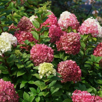 Hydrangea paniculata Little Lime Punch Hydrangea paniculata Little Lime Punch