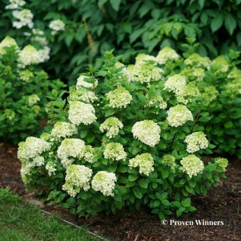 Hydrangea paniculata Little Lime Punch Hydrangea paniculata Little Lime Punch