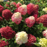 Hydrangea paniculata Little Lime Punch