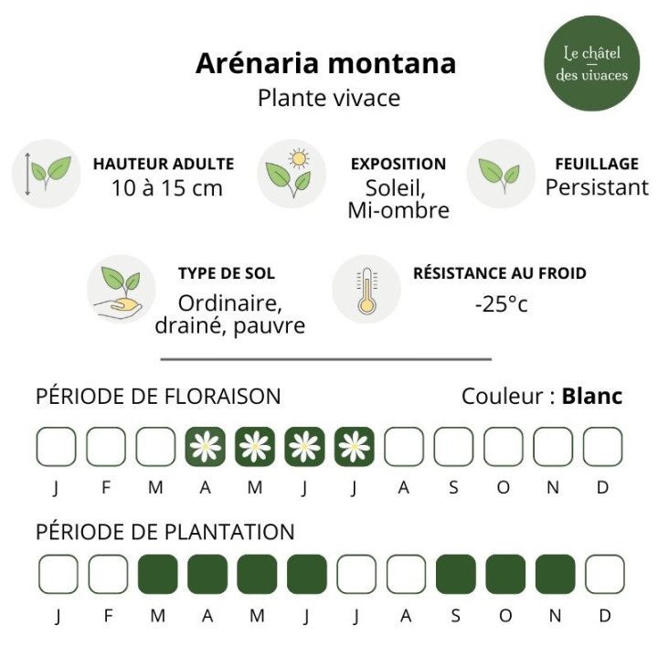 Arenaria montana