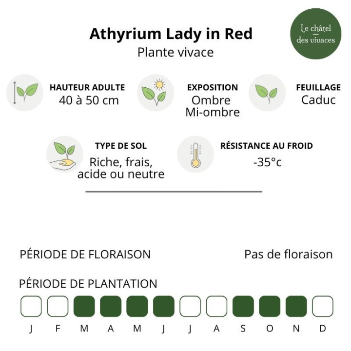 Athyrium filix-femina Lady in Red