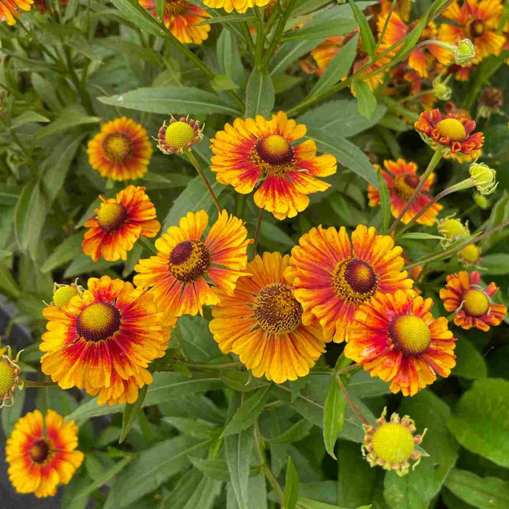 Helenium Peach Sundae