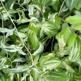 Disporum cantoniense Moonlight