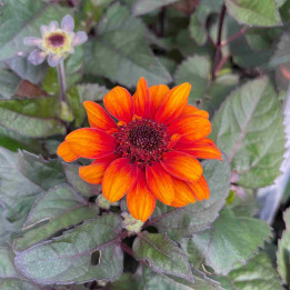 Heliopsis Luna Roja