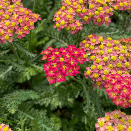 Fleurs de l'Achillea millefolium Milly Rock Red