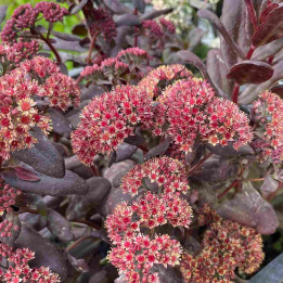Sedum Black Knight