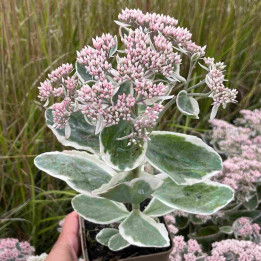 Sedum La Vie en Rose en pot