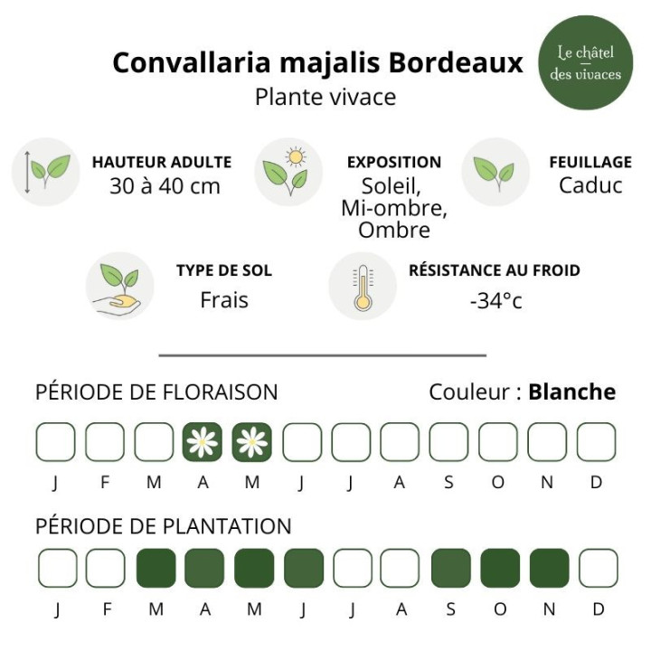 Convallaria majalis Bordeaux