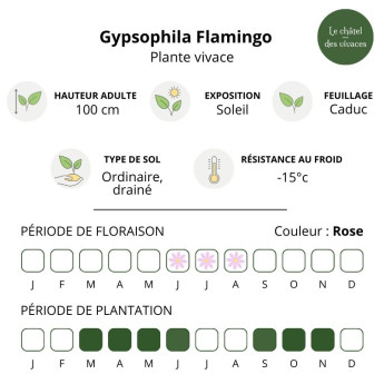 Gypsophila paniculata Flamingo - Caractéristique