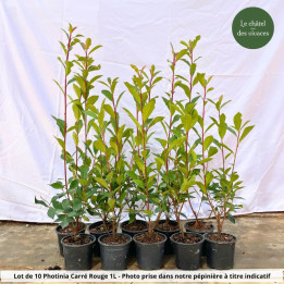 Lot de 10 Photinia Carré Rouge 1L 40-50cm