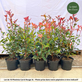 Lot de 10 Photinia Carré rouge 3L