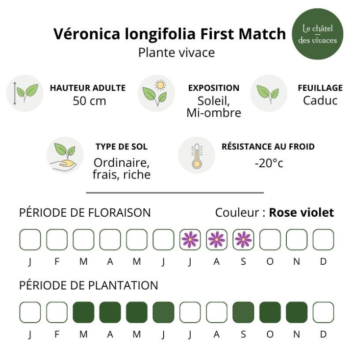 Caractéristiques de la Veronica longifolia First Match
