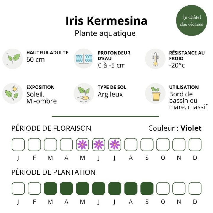 Iris versicolor Kermesina