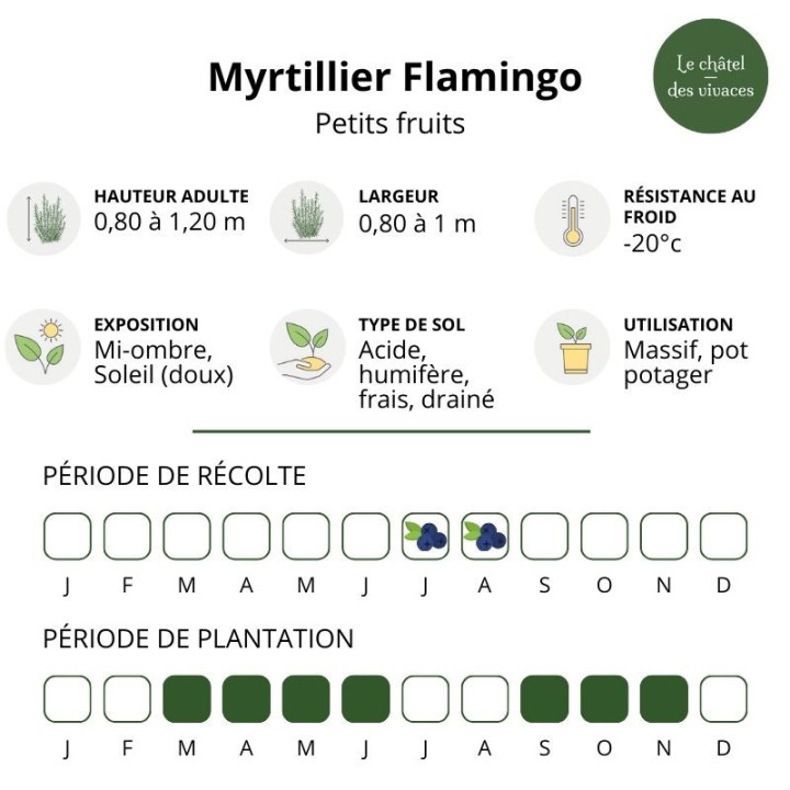 Myrtillier Flamingo - Vaccinium