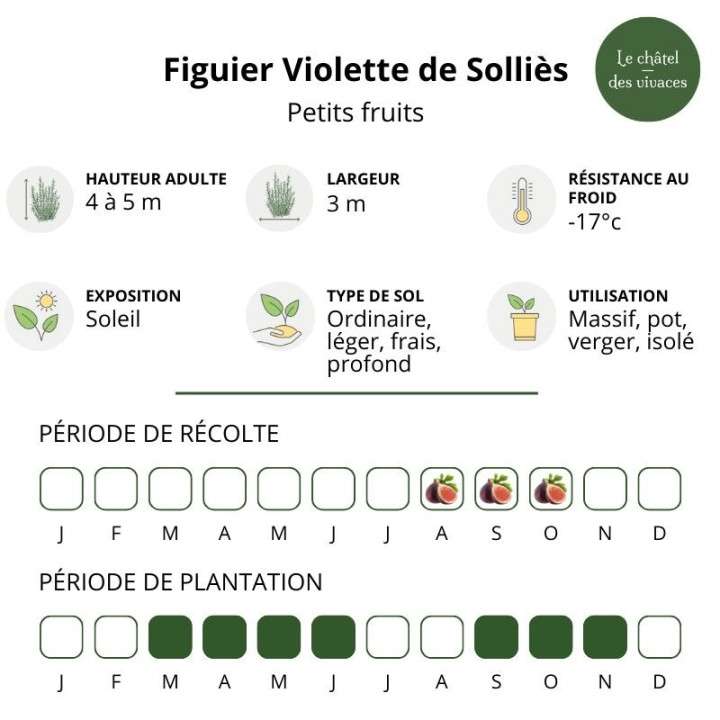 Figuier Violette de Solliès