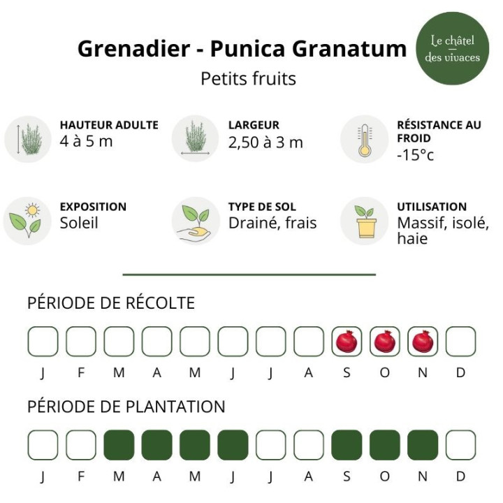 Punica granatum