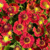 Helenium autumnale Mariachi Salsa