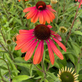 Echinacea purpurea Rainbow Marcella