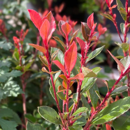 Photinia fraseri Chico