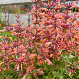 Touffe d'agastache Mango Tango de 45 cm en massif ensoleillé