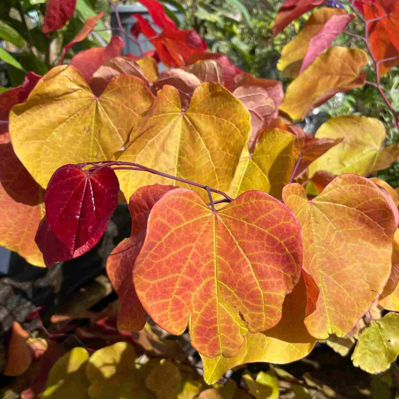 Cercis canadensis Hearts of Gold - Gainier du Canada à feuillage doré Cercis canadensis Hearts of Gold - Gainier du Canada à feuillage doré