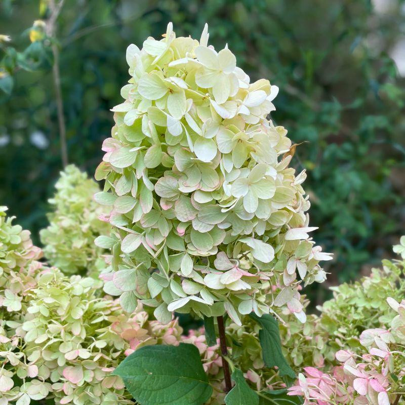 Hydrangea paniculata Hercules Hydrangea paniculata Hercules
