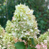 Hydrangea paniculata Hercules