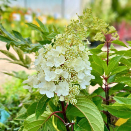 Hydrangea paniculata Pinky Winky