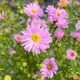 Aster novi-belgii Fellowship