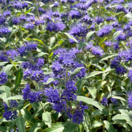 Caryopteris clandonensis Grand Bleu